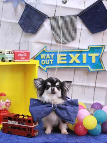 20230404てんちゃん